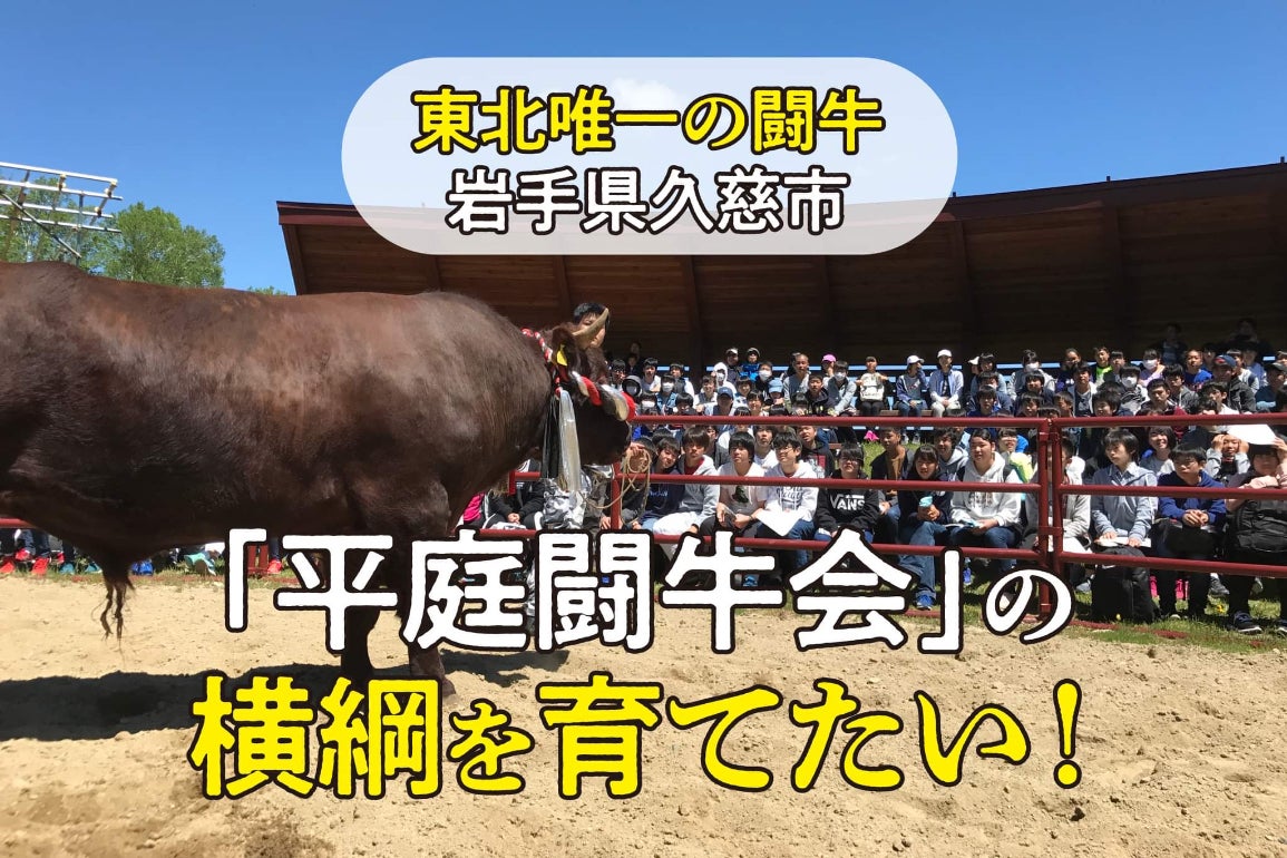 闘牛 東北唯一の闘牛、岩手県久慈市「平庭闘牛会」の横綱を育てたい