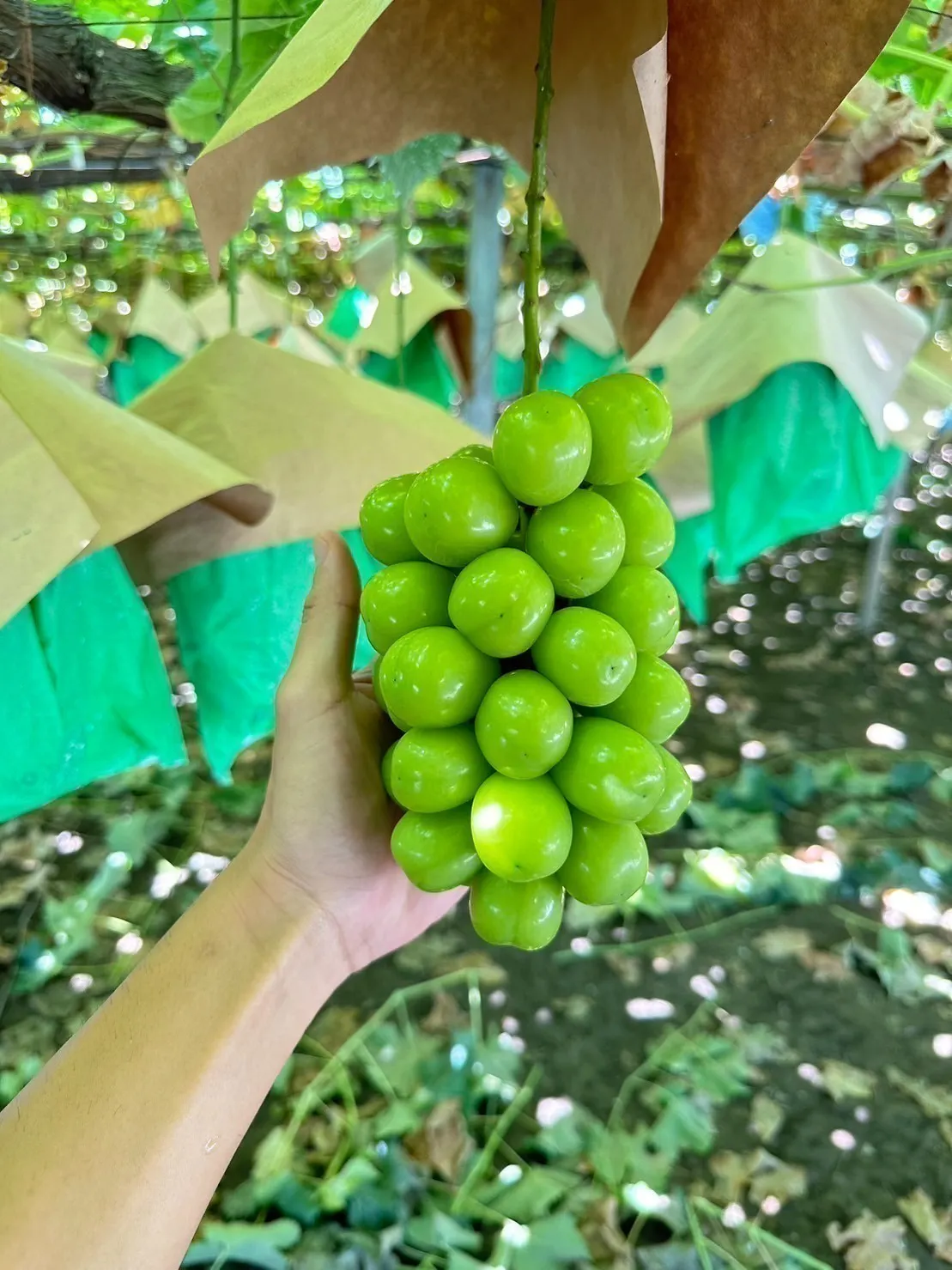 4番目のメイン画像