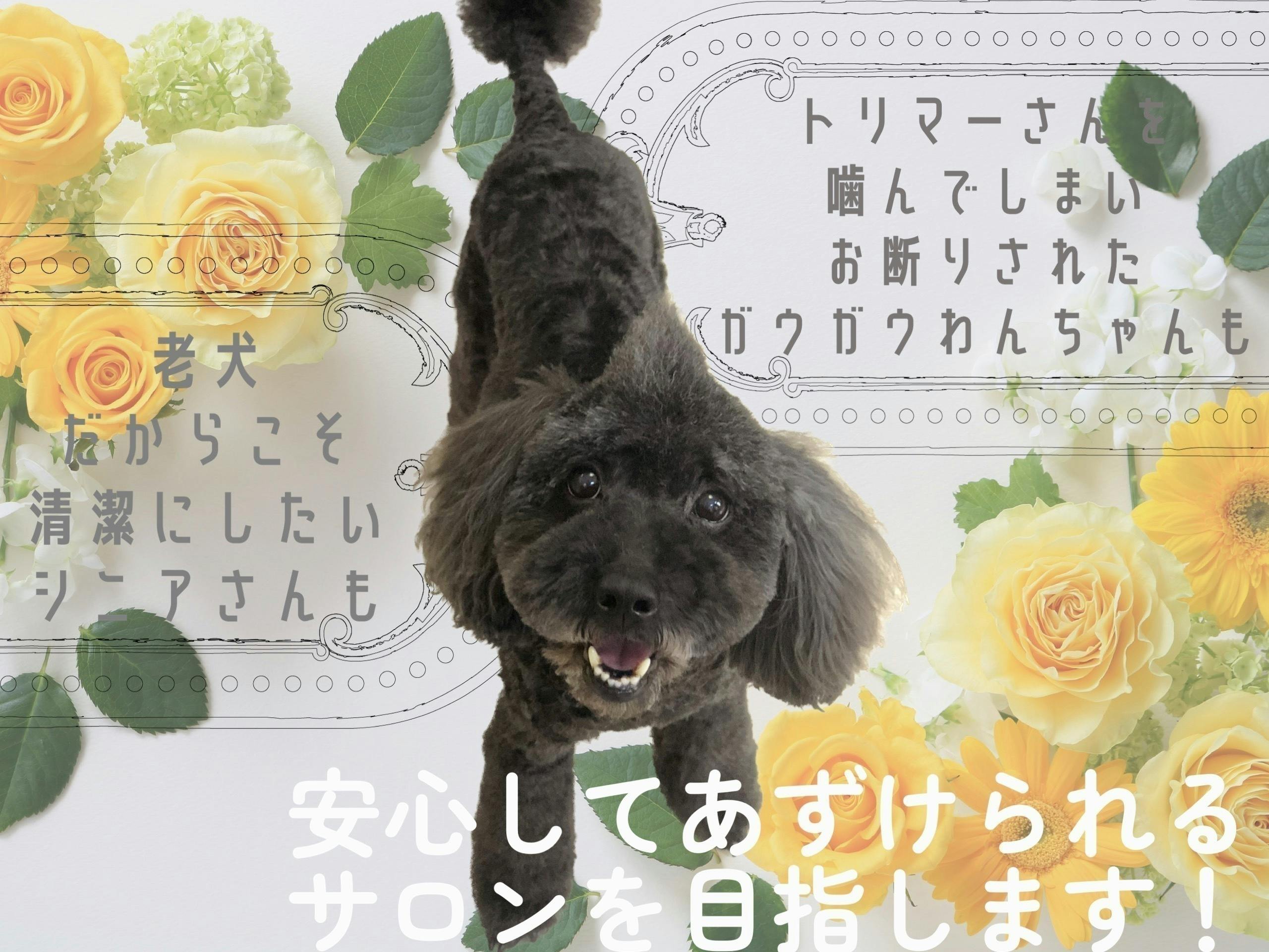 シニアさんやガウガウ犬も受け入れ可能なトリミングサロンを開業したい - CAMPFIRE (キャンプファイヤー)