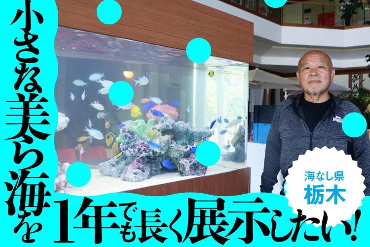 栃木県高根沢町に沖縄から来てくれた「小さな美ら海」の魚たちを是非応援してください　CAMPFIRE　(キャンプファイヤー)