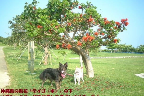 ★沖縄の犬たちを救いたい★
