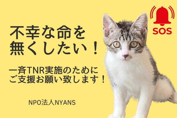 不幸な命を無くしたい！野良猫、地域猫の一斉TNR実施にどうかご協力