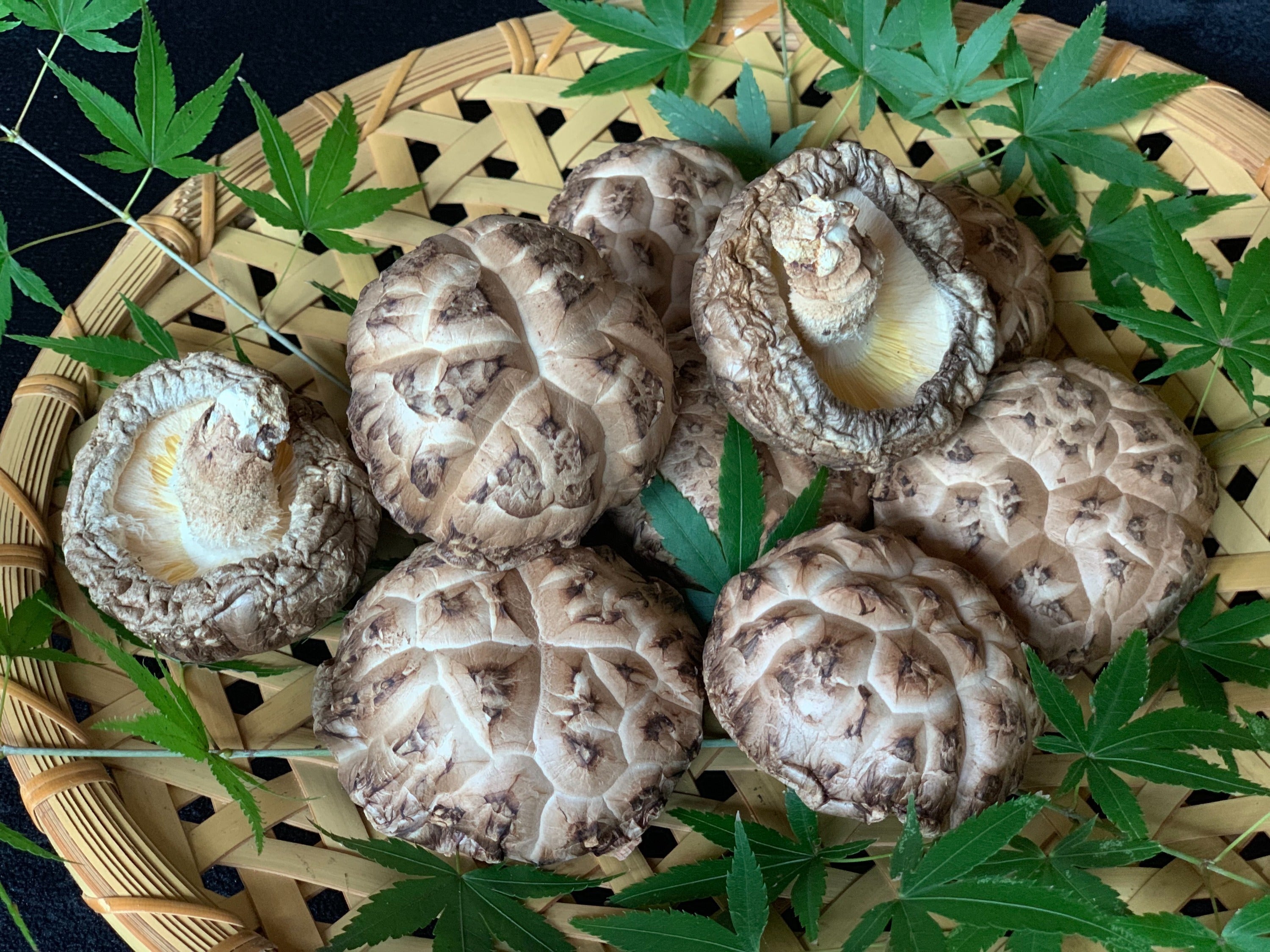 岩手県産 乾燥椎茸 大容量 1kg 産地直送 食品 岩手県産 乾燥椎茸 大容量 1kg 産地直送