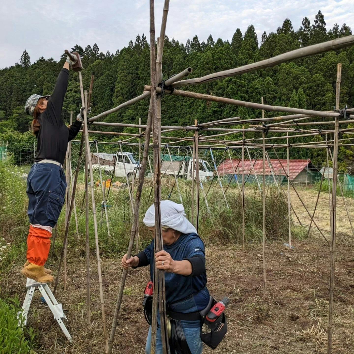 サルベストロール 2個セット - ダイエット・健康