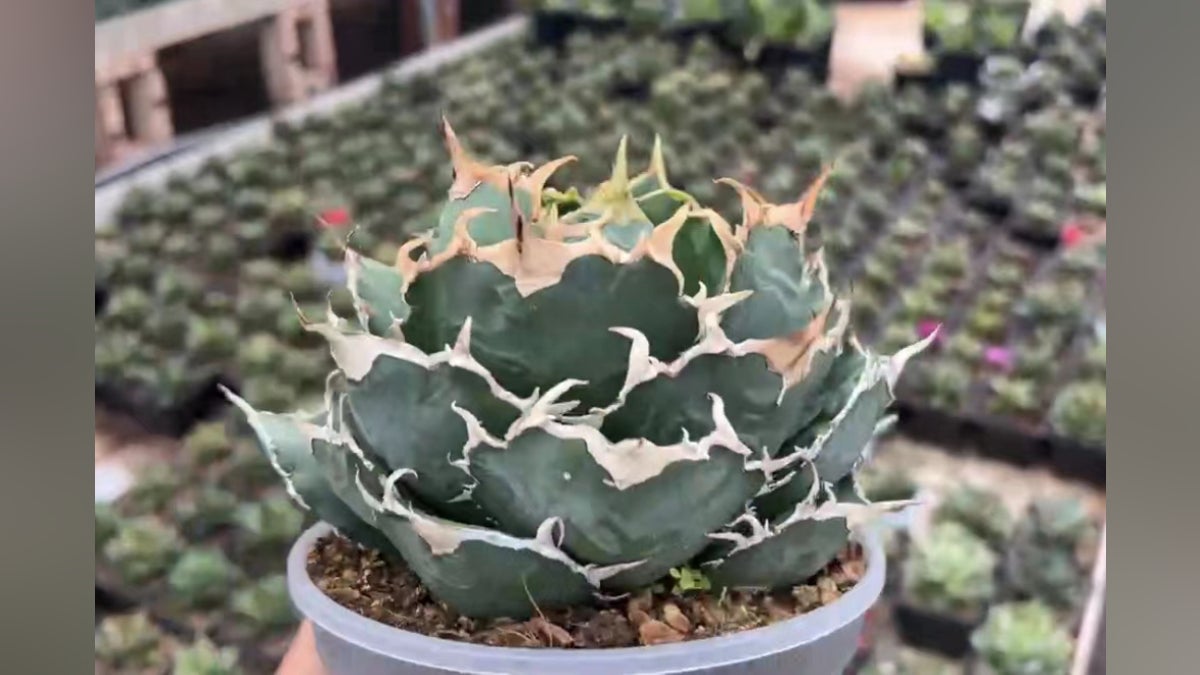 人生を豊かにする植物「アガベ」に出会えるショップを開業したい 人生を豊かにする植物「アガベ」に出会えるショップを開業したい