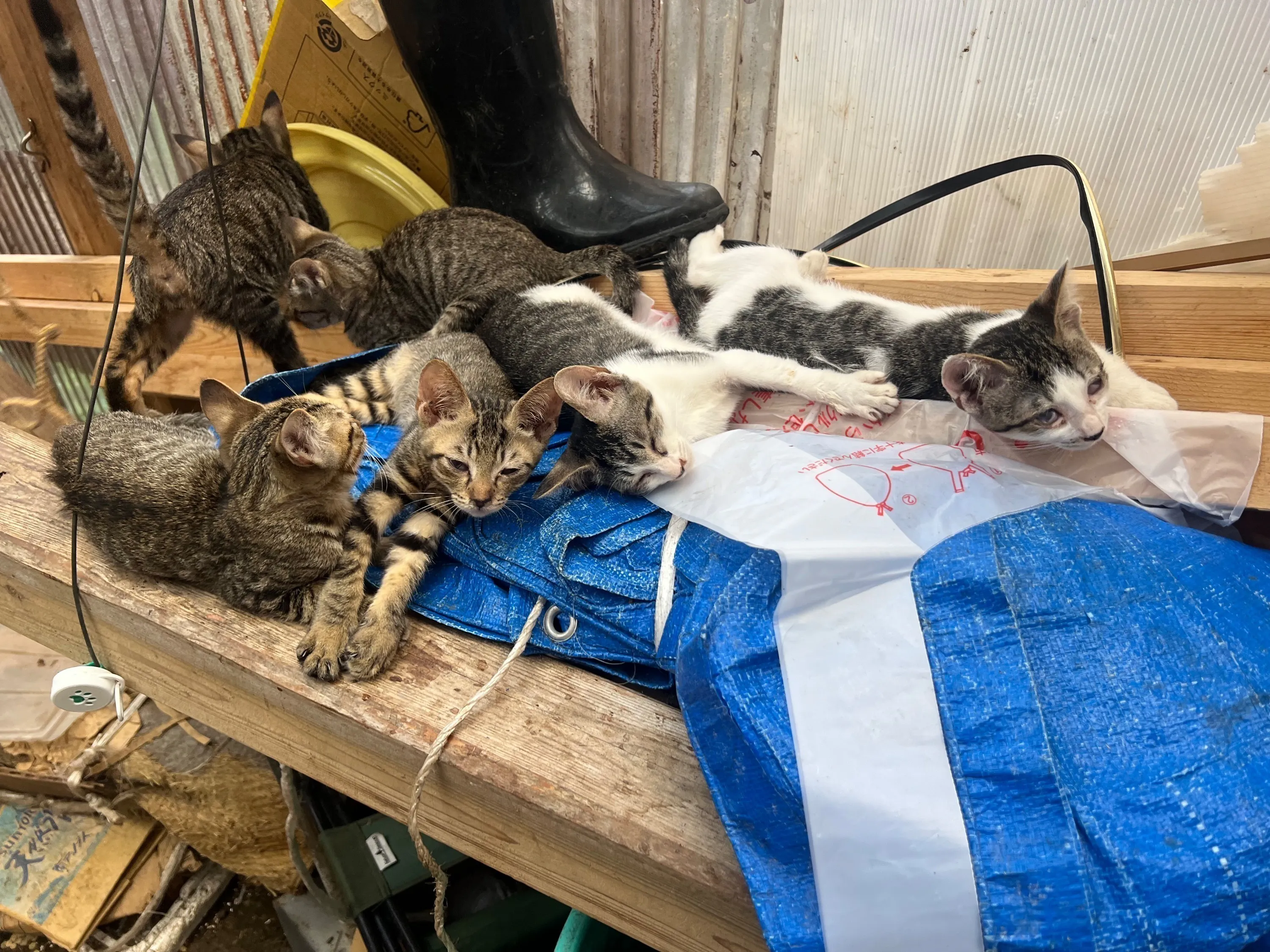 5番目のメイン画像