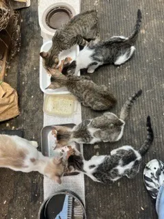 4番目のメイン画像