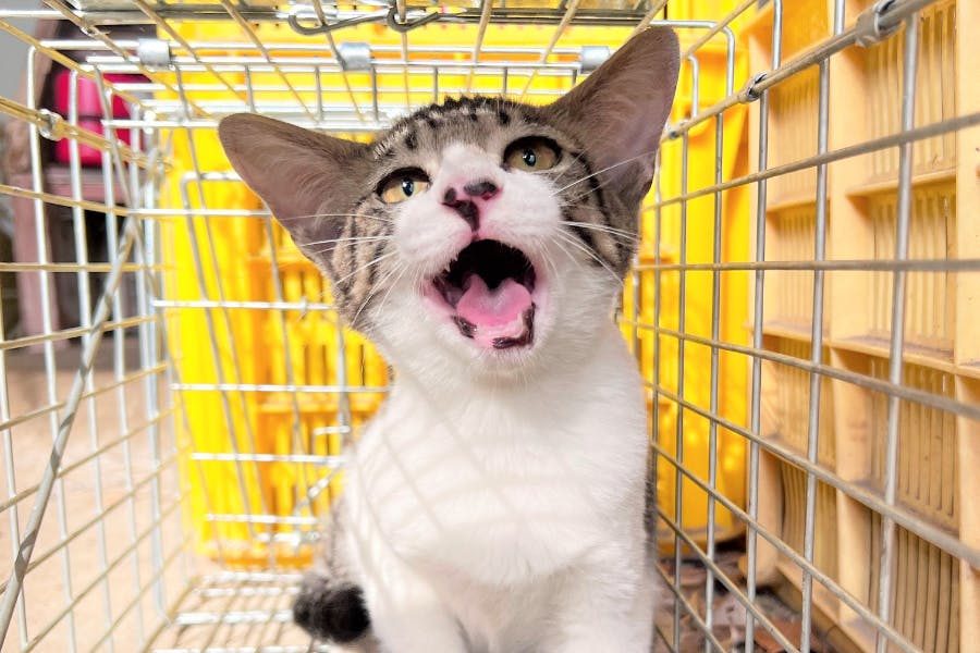 月1,000円で猫助け 一般社団法人ネコノタメナラ サポーター様募集(長崎県)