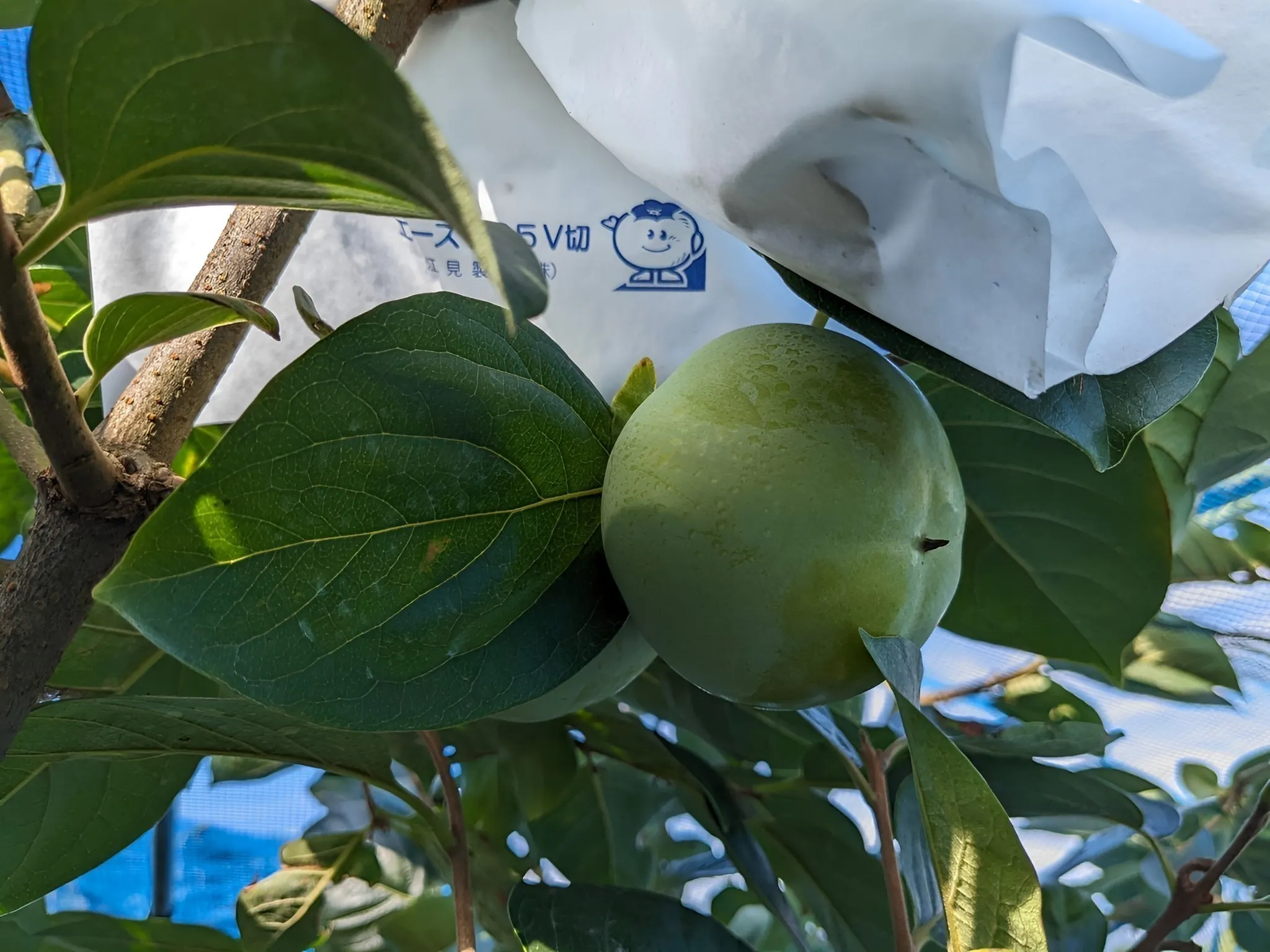 5番目のメイン画像