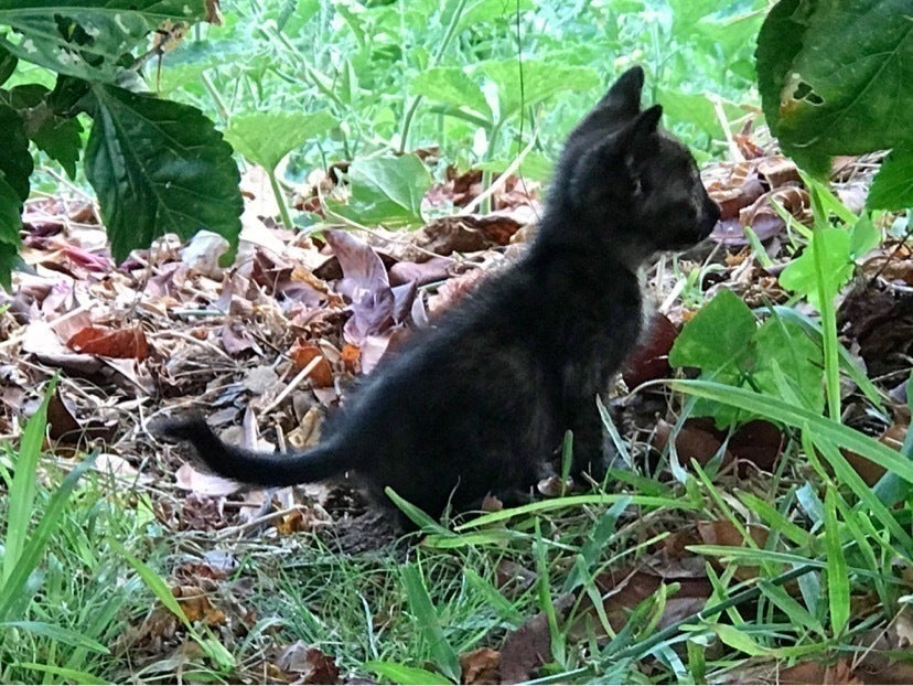 Aloha！ハワイに住む野良猫ちゃん達をHappyに!お力を貸してくれません