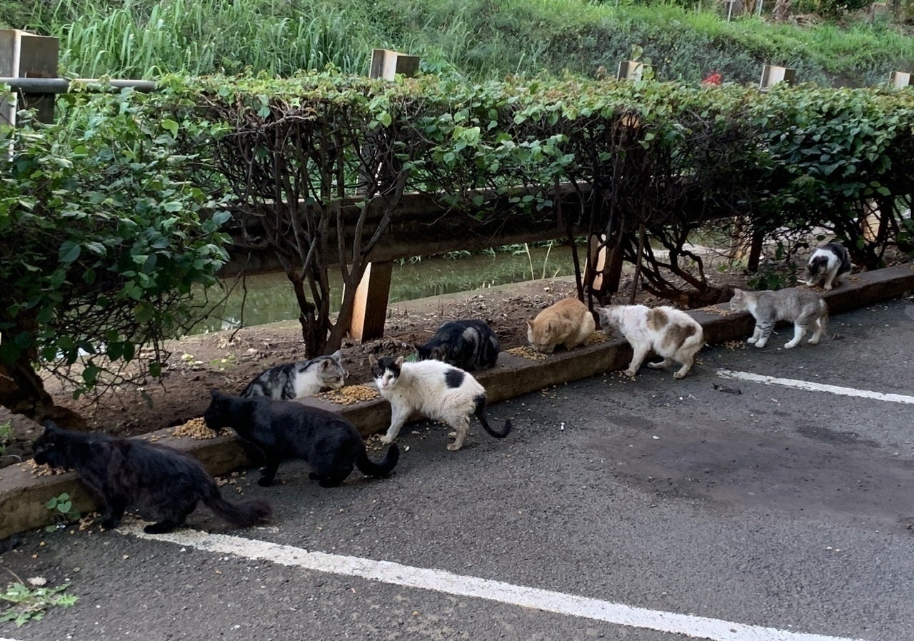 Aloha！ハワイに住む野良猫ちゃん達をHappyに!お力を貸してくれません