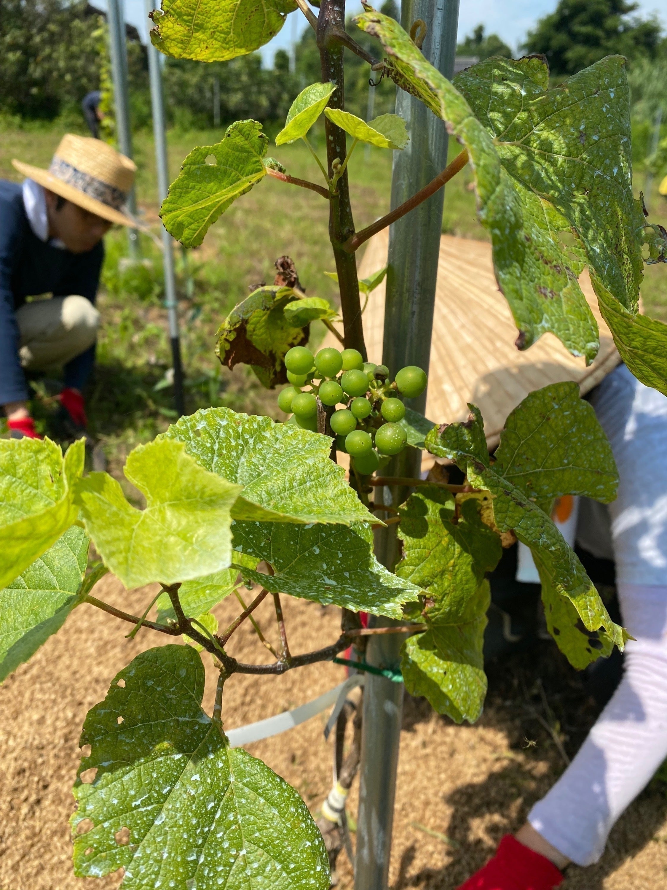 3番目のメイン画像