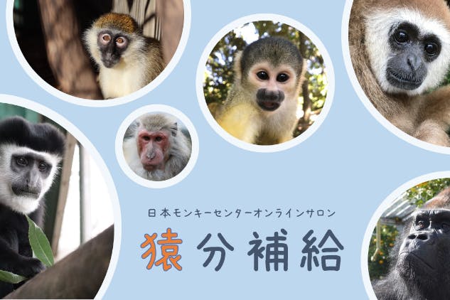 【猿分補給】日本モンキーセンターとつながるオンラインサロン