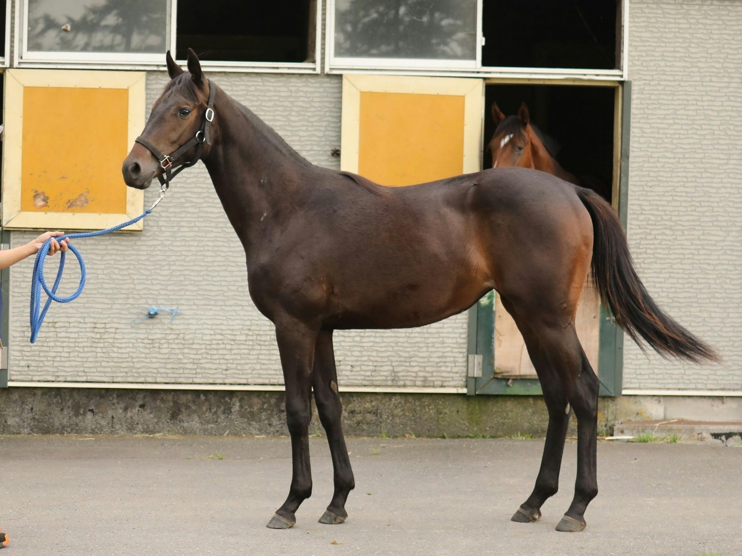 競走馬トウカイテイオー生写真２枚 おまけ付