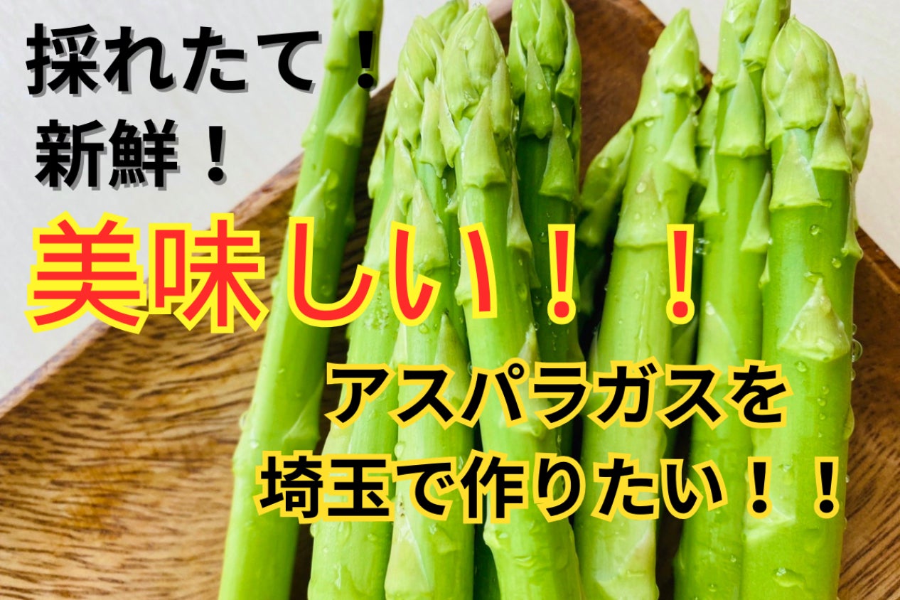 3株特別価格 北海道産 アスパラガス 株 苗 (星野農園) 3株特別価格 北海道産 アスパラガス 株 苗 (星野農園)