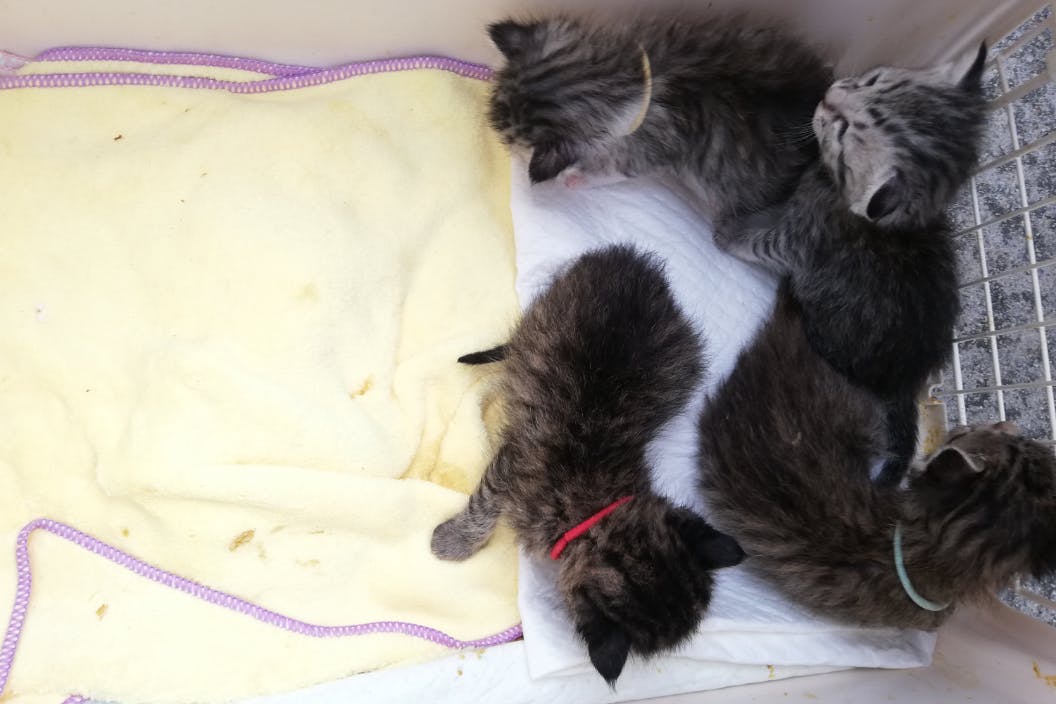 あなたのお悩みで、野良猫の避妊去勢手術ができます。