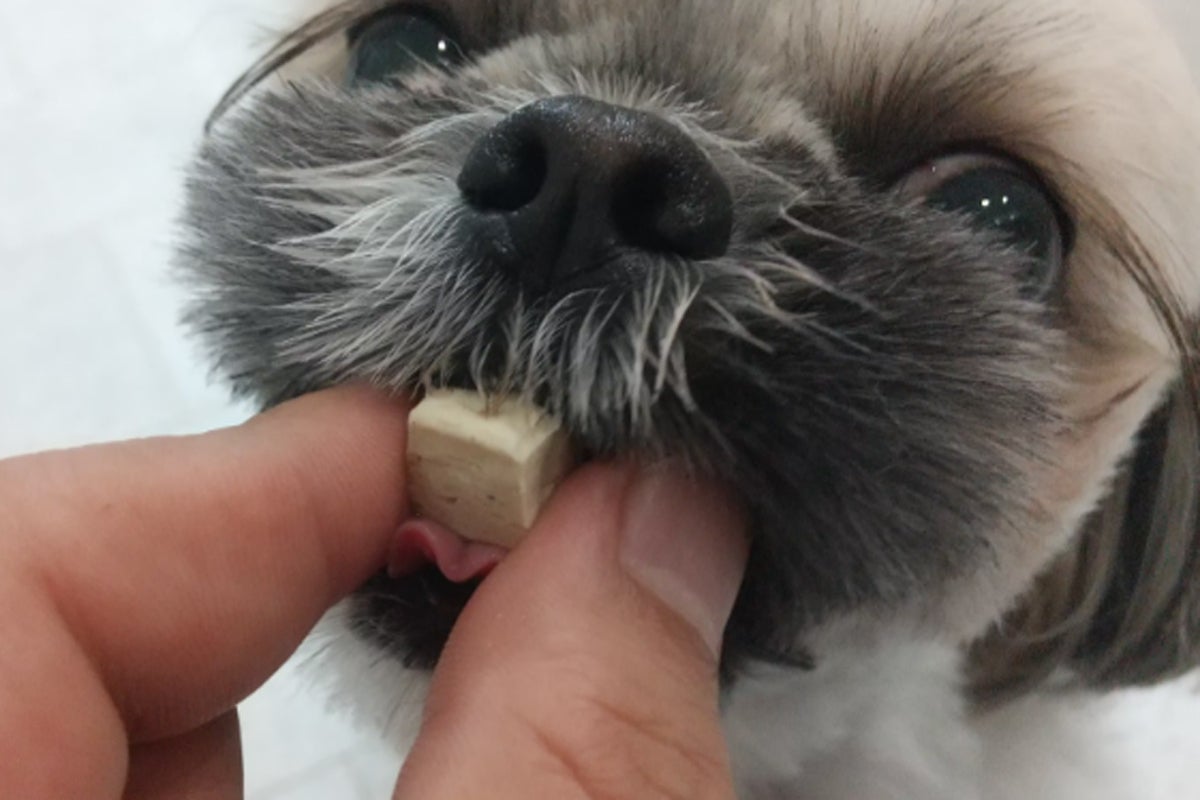 秋田発♪ 全国のワンちゃんに安心安全なオヤツを届けたい！ - CAMPFIRE