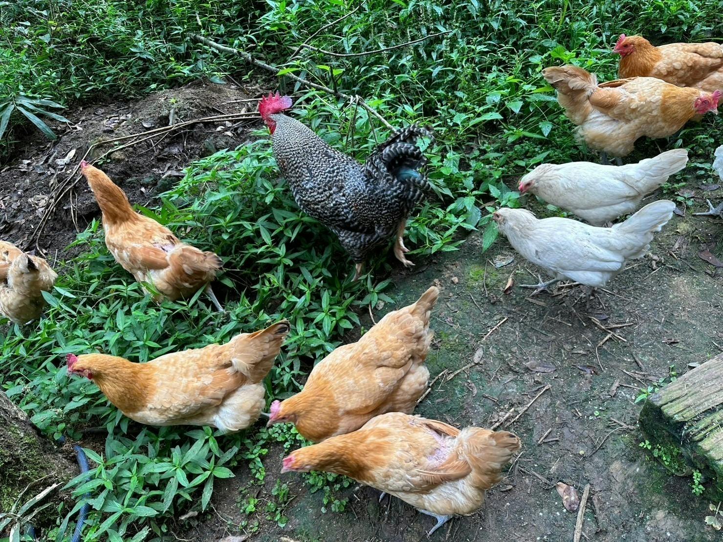 早い者勝ち！ニワトリ用飼育小屋 - その他