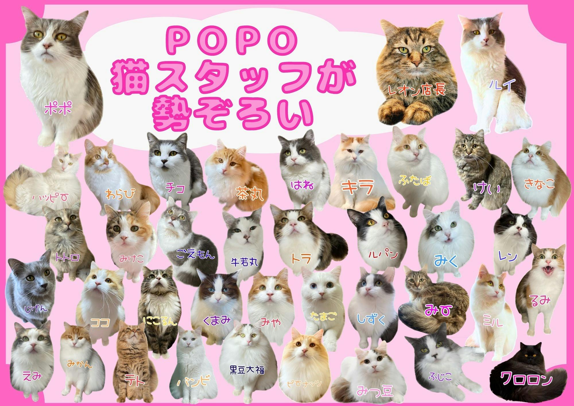 栃木猫カフェ】猫アレルギーでも触れ合える大型施設を作りたい 栃木猫カフェ】猫アレルギーでも触れ合える大型施設を作りたい