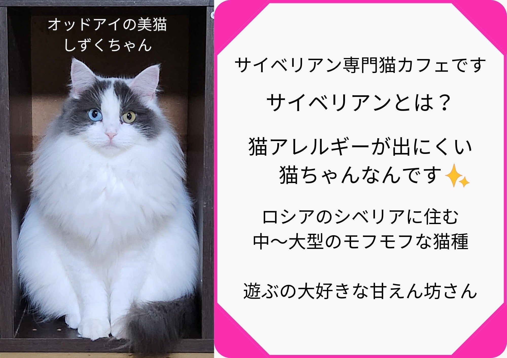 栃木猫カフェ】猫アレルギーでも触れ合える大型施設を作りたい