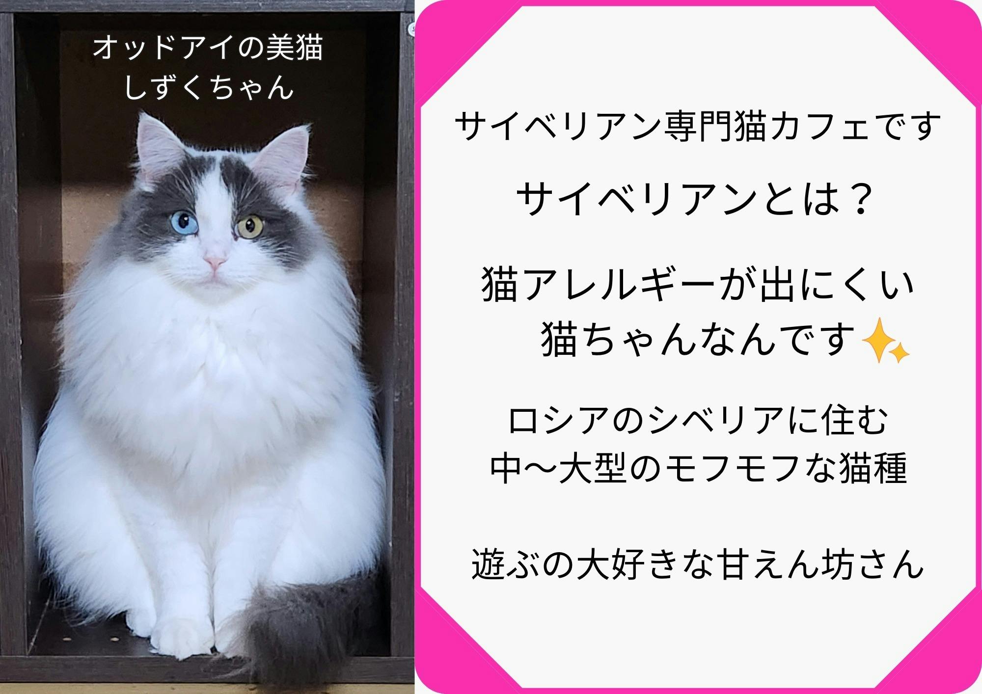 猫アレルギー氏 ネコアレ専科 サプリメント 猫の飼い主さん専用 ネコアレルギー
