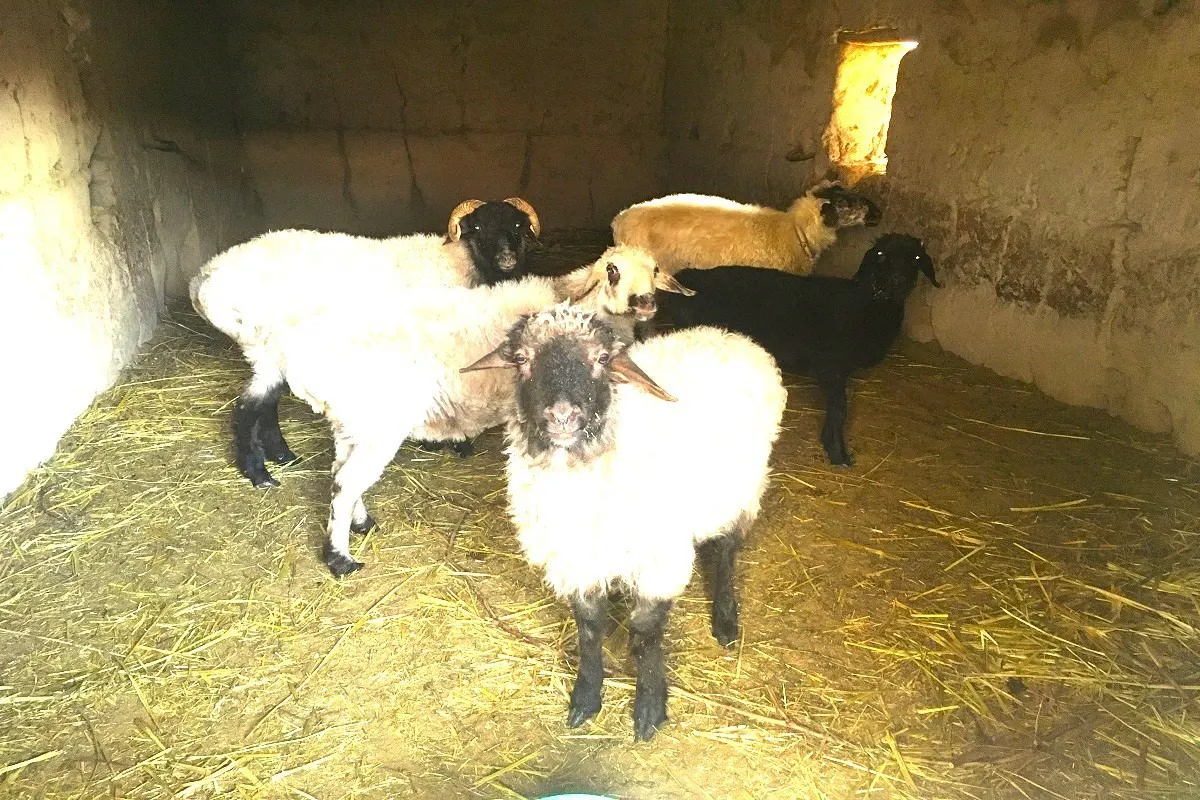 4番目のメイン画像