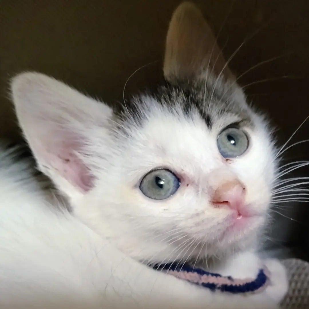 4番目のメイン画像