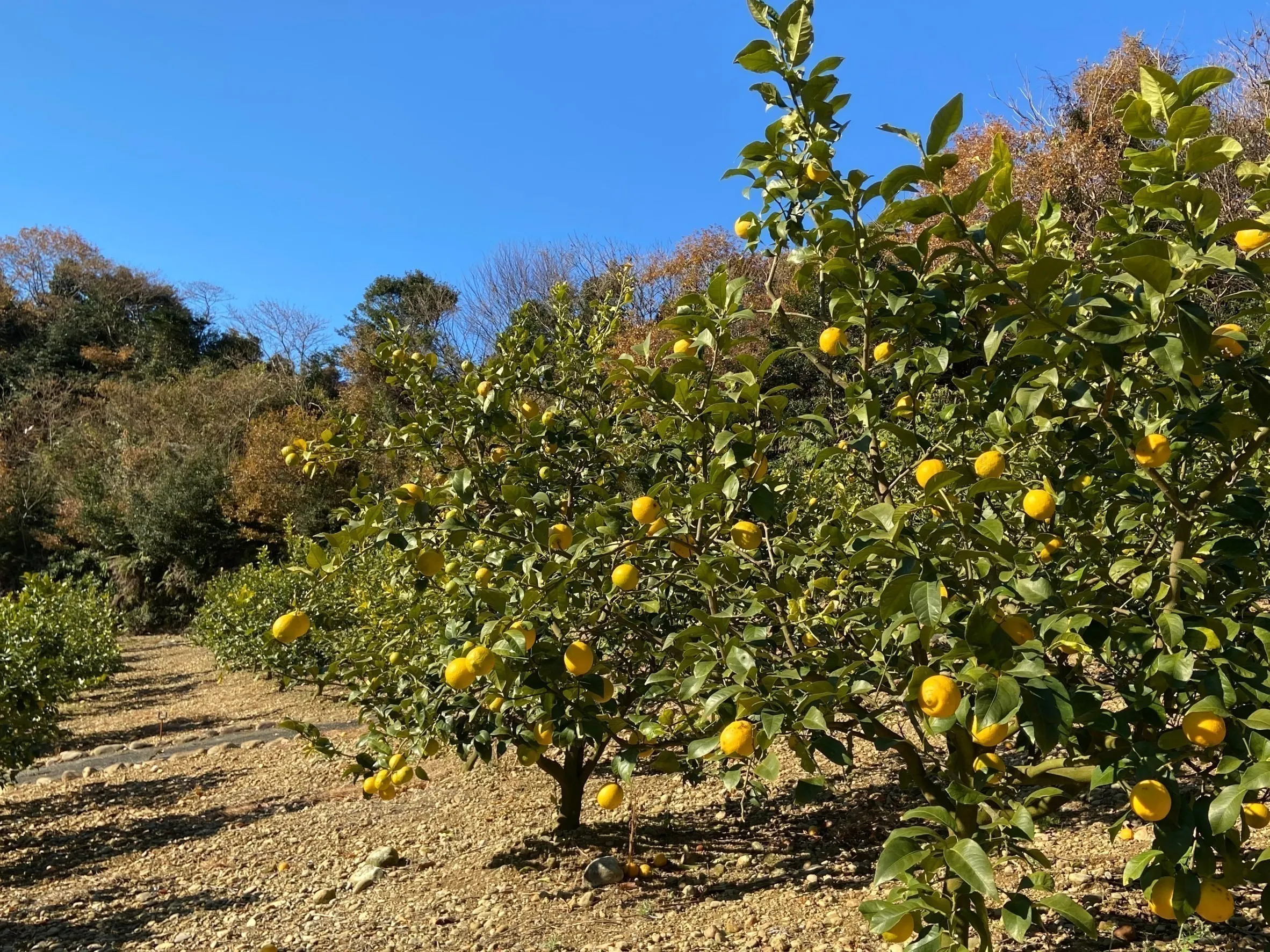 4番目のメイン画像