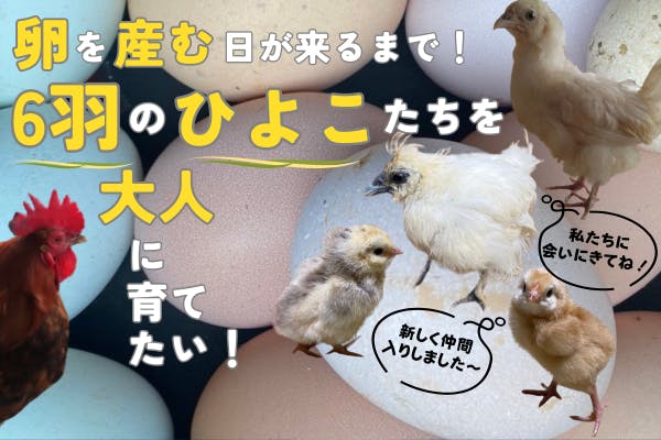 餌用冷凍ヒヨコ 一袋30羽 内臓も全て与えれる新鮮タイプ - 鳥のエサ