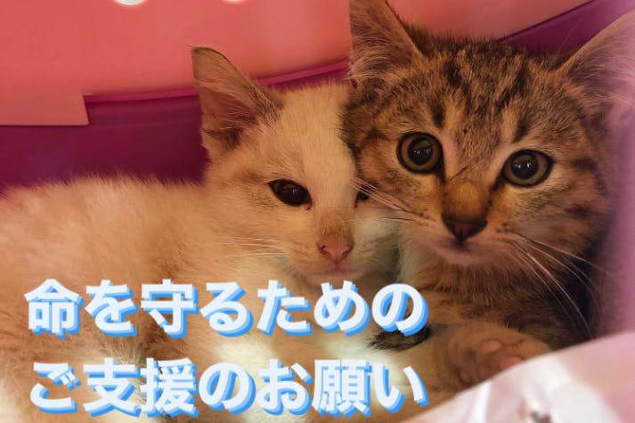 【横隔膜ヘルニア/猫かぜ医療費】過酷な世界で生きる猫たちを守るためご支援のお願い