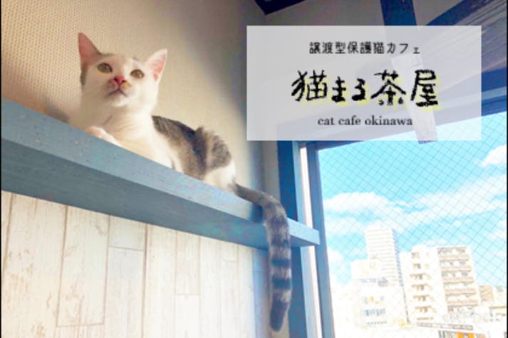 里親募集型 保護猫カフェ 猫まる茶屋