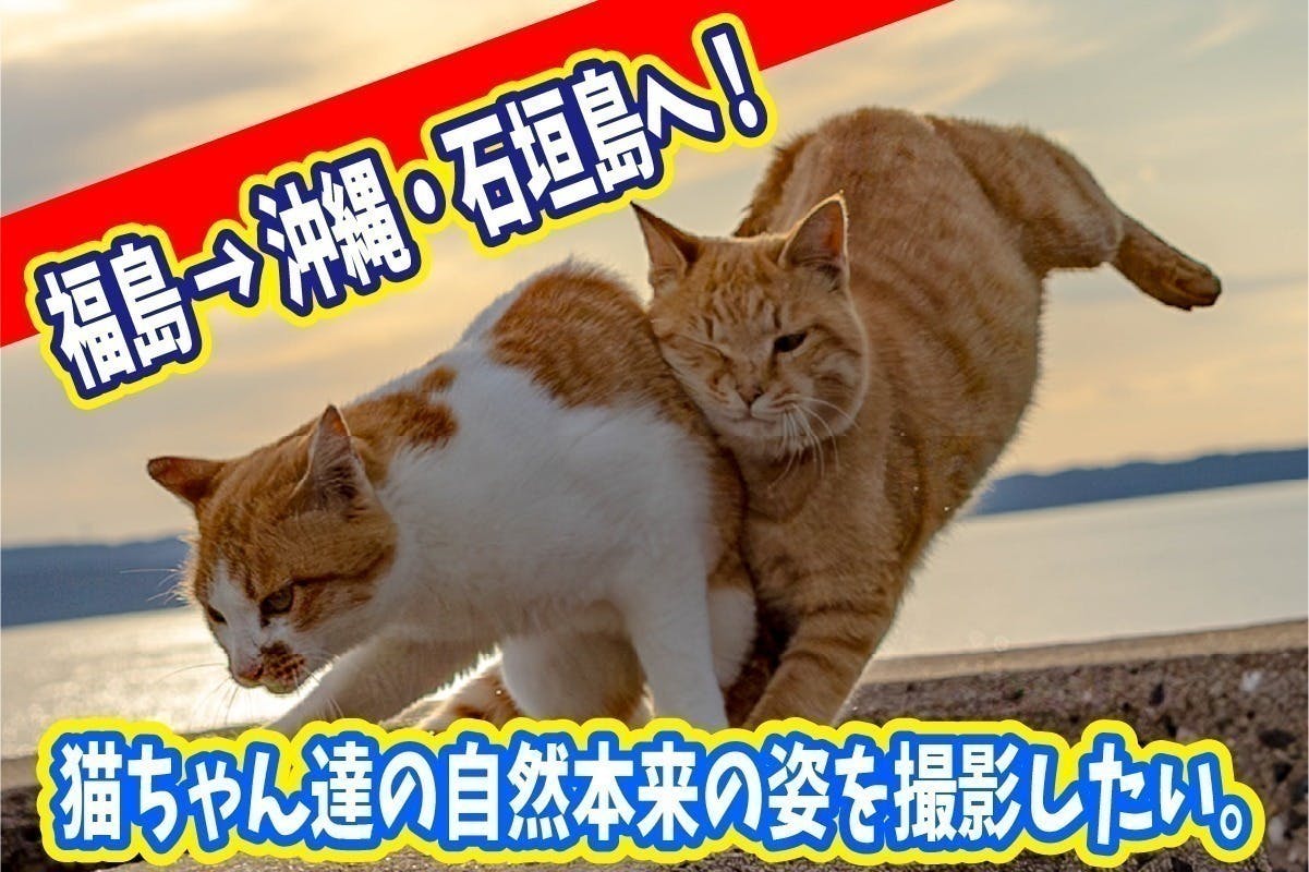 広報さんの大冒険！part.2！猫DVD撮影の旅！ ～私を石垣島へ連れてって！～ - CAMPFIRE (キャンプファイヤー)