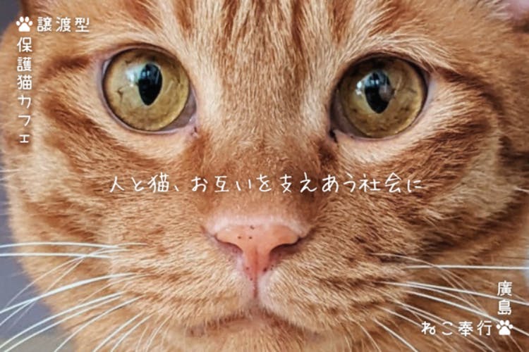 譲渡型、保護猫カフェ　廣島ねこ奉行　ファンクラブ