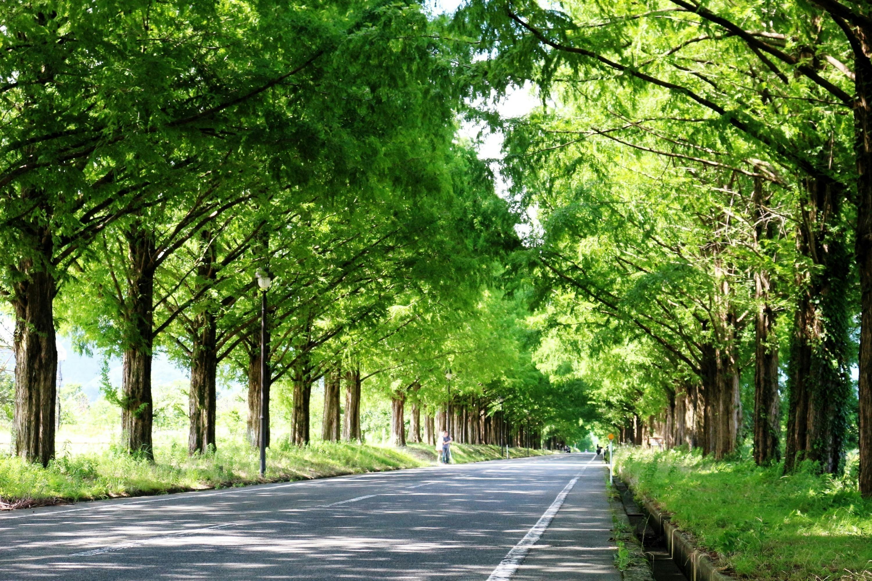 直送便 村山雨景 メタセコイア並木 染色 | cohk.org.hk