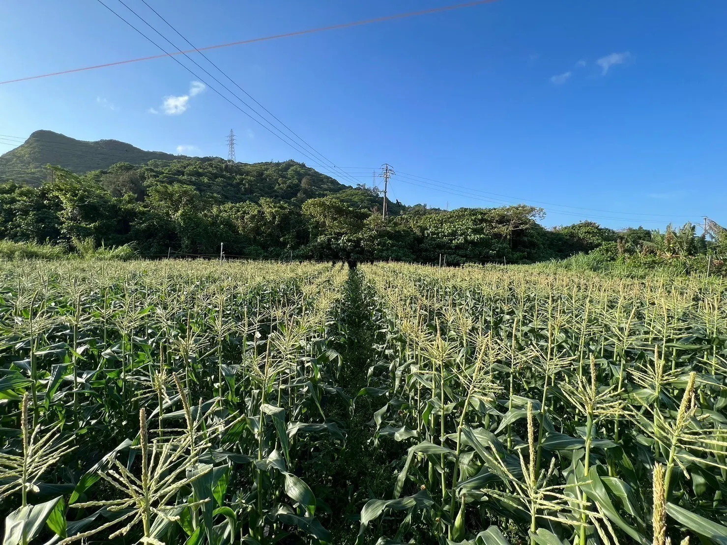 3番目のメイン画像