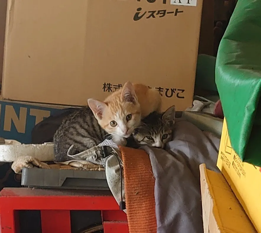 4番目のメイン画像