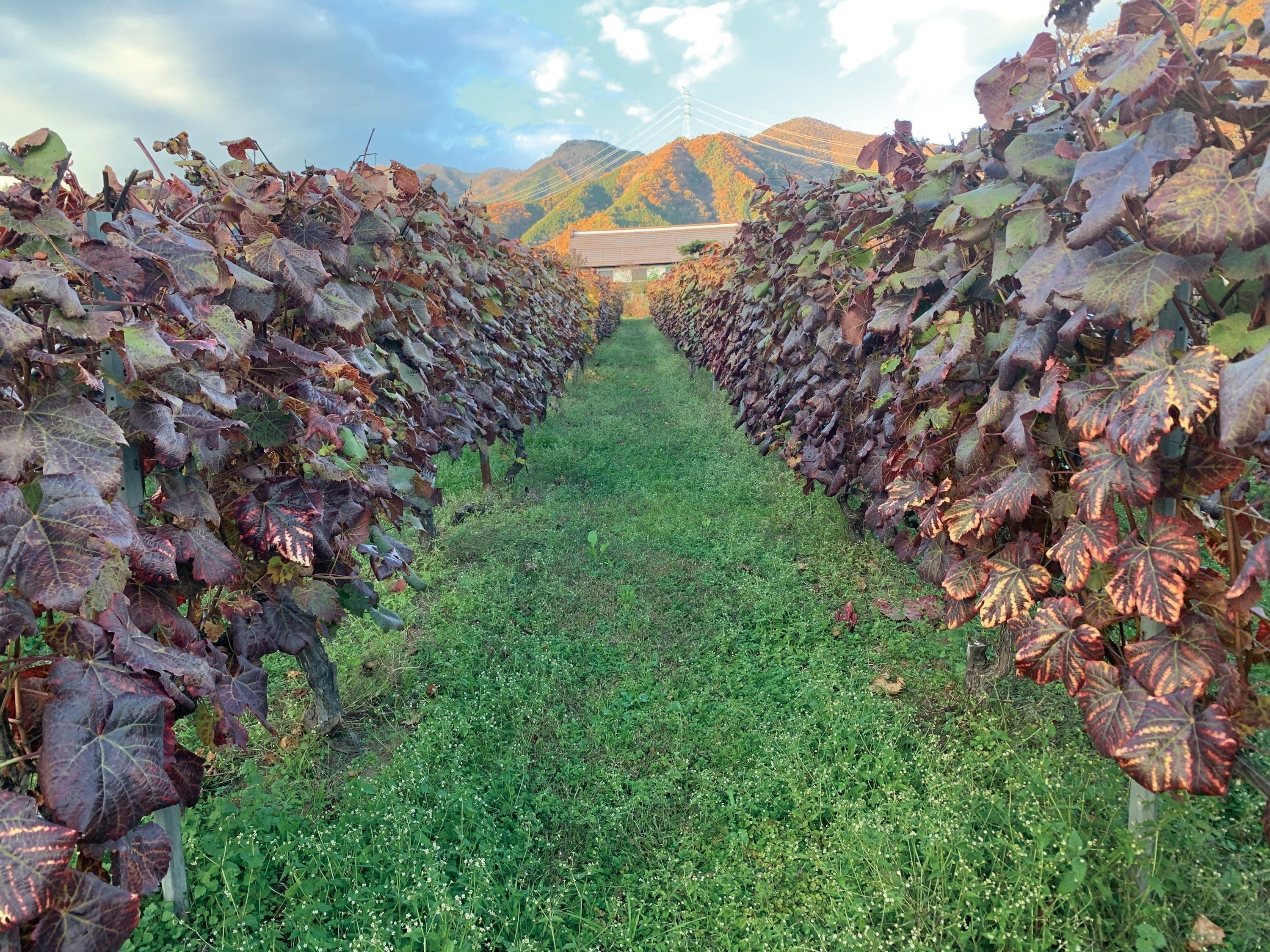 4番目のメイン画像