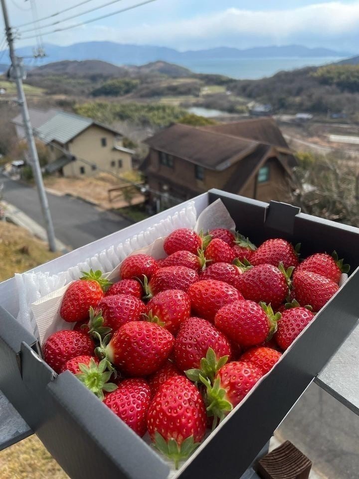 23歳 岡山最年少農家 / 白血病だった僕がいちごで地元に恩返し