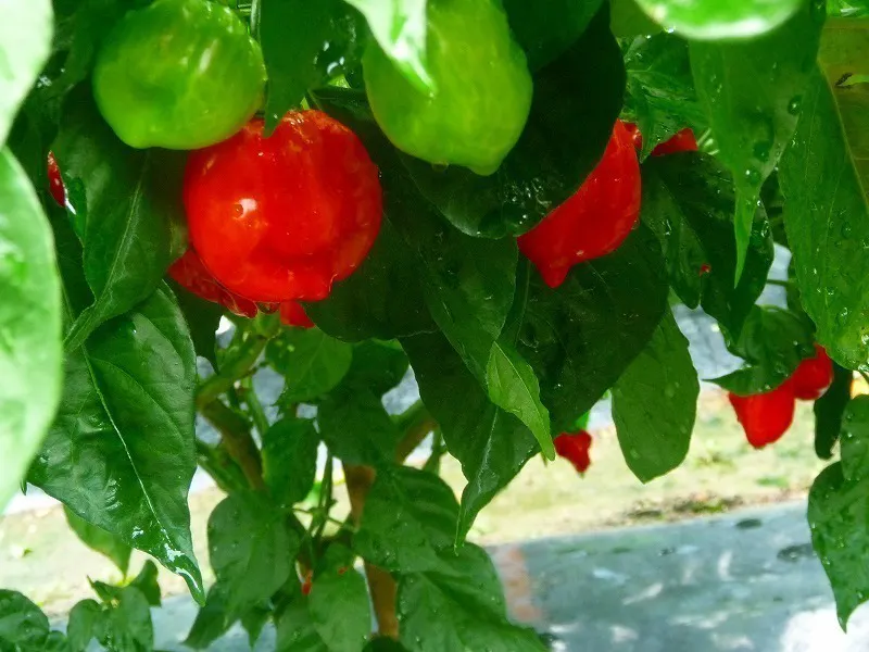 5番目のメイン画像