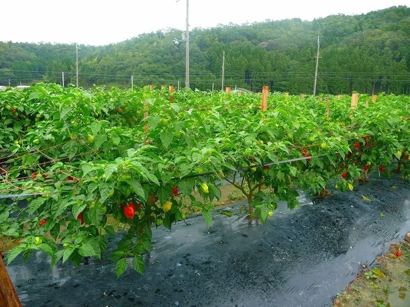 2番目のメイン画像