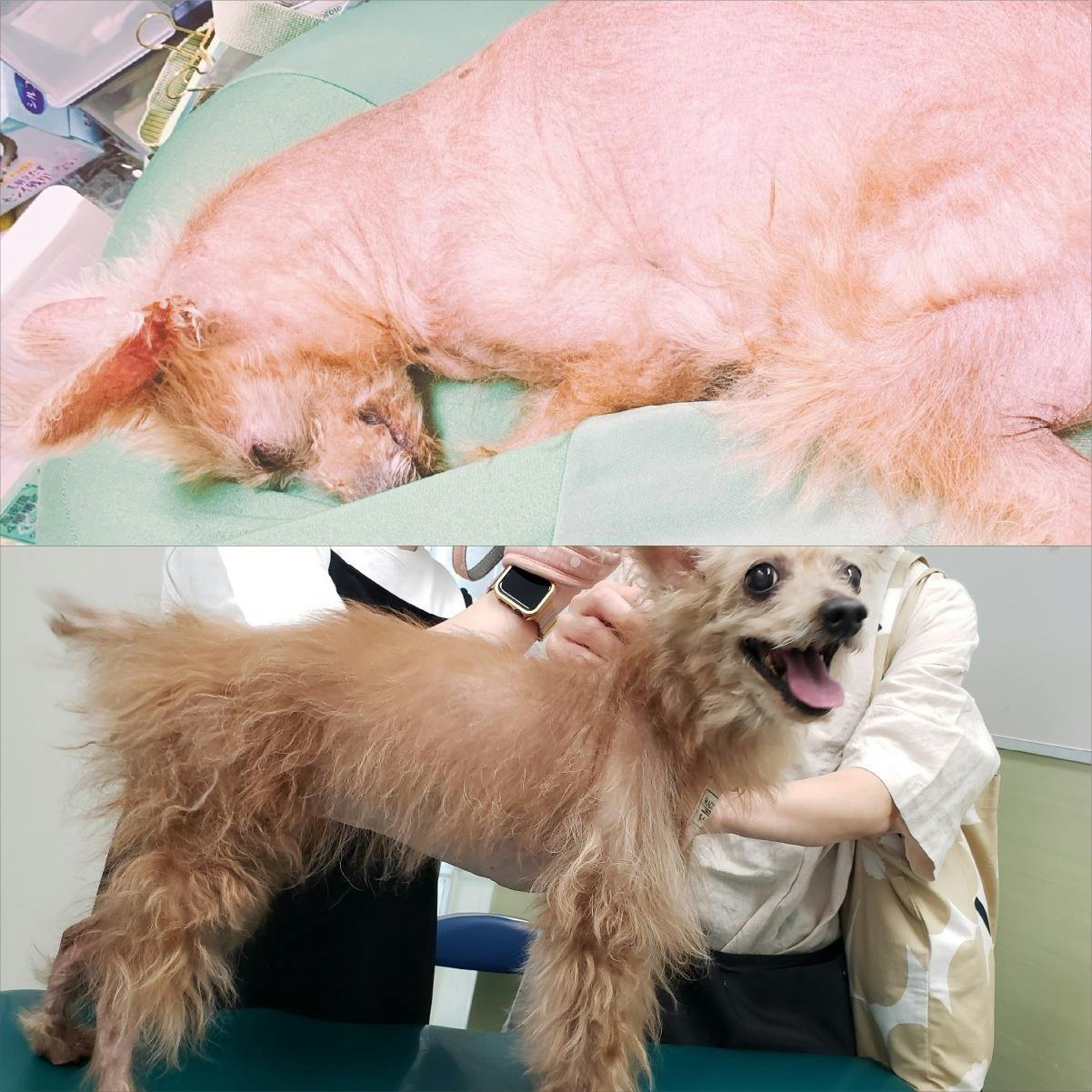 麻布大学獣医学部研究:ステロイドの副作用で苦しむ犬猫を救う新たな治療法開発へ! - CAMPFIRE (キャンプファイヤー)