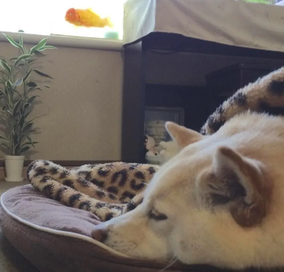 4番目のメイン画像