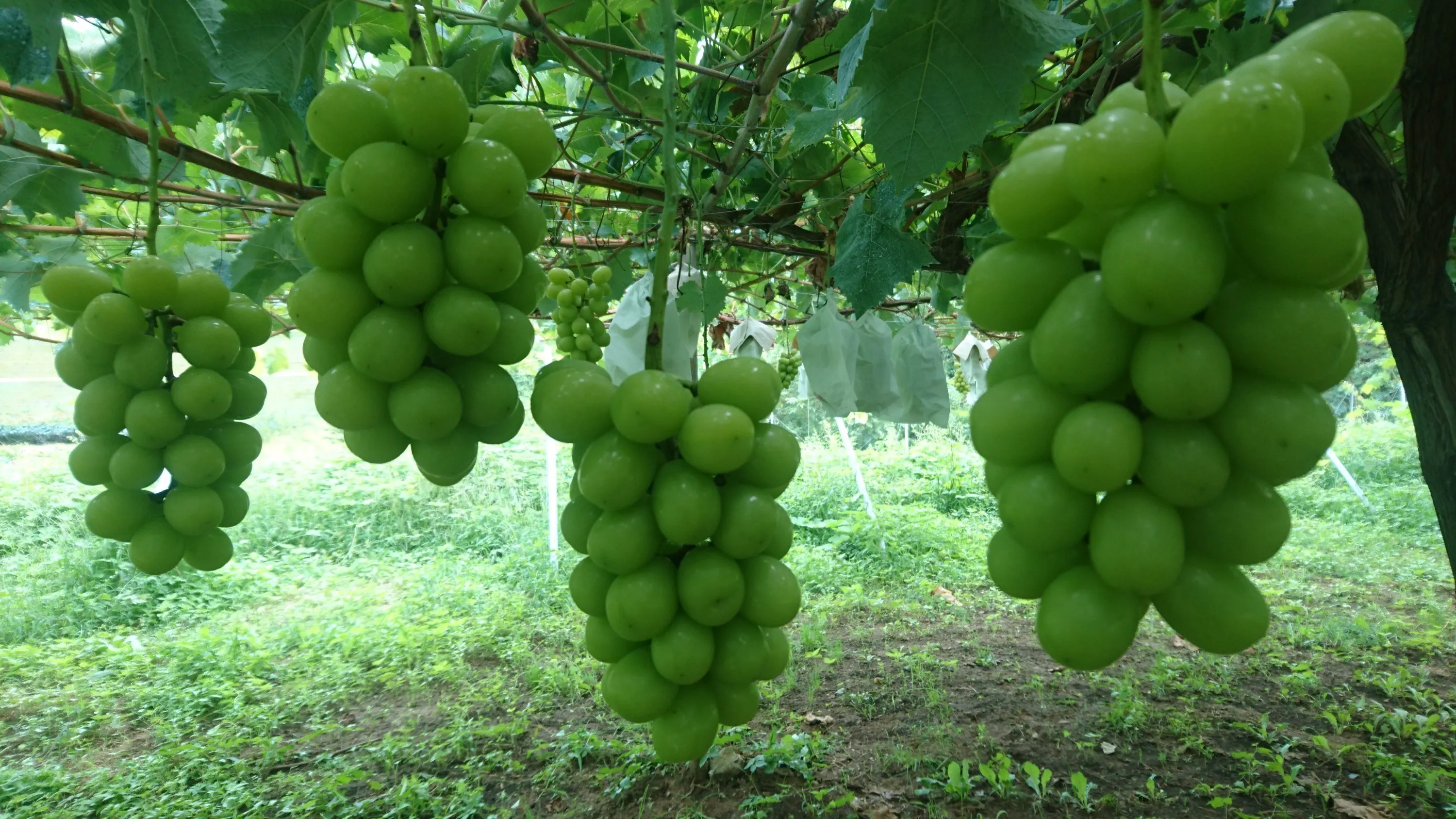 3番目のメイン画像