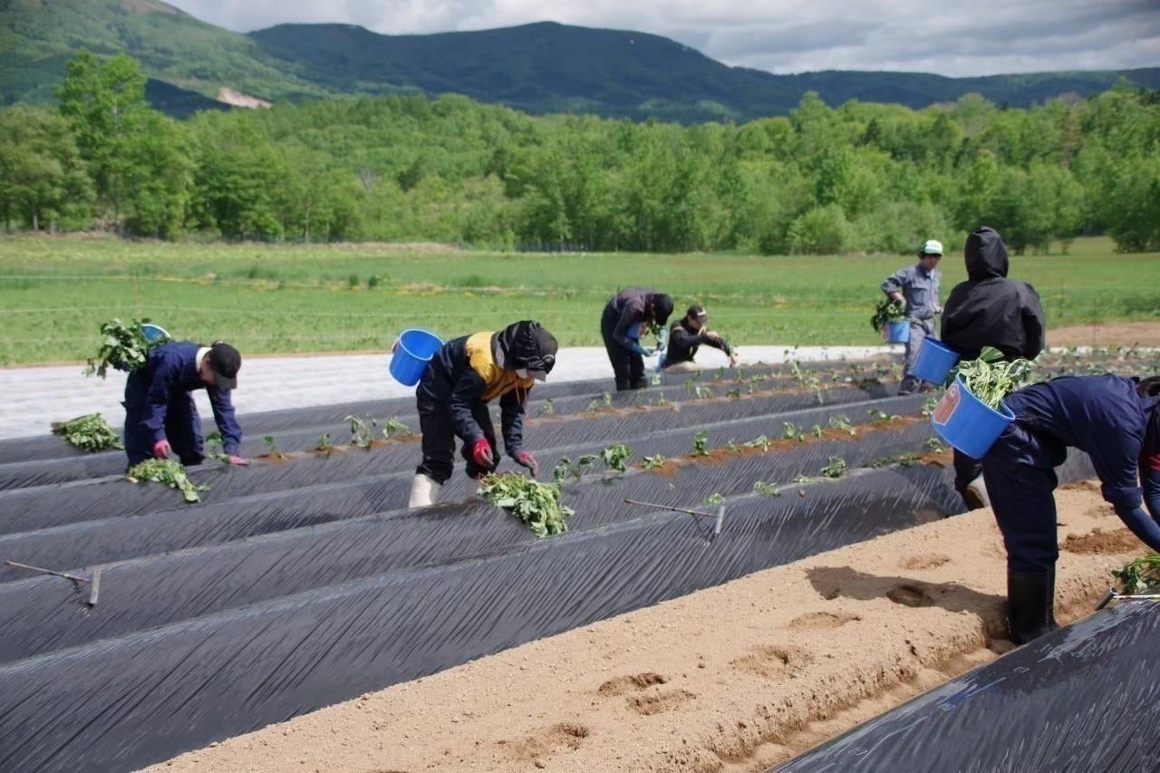 3番目のメイン画像