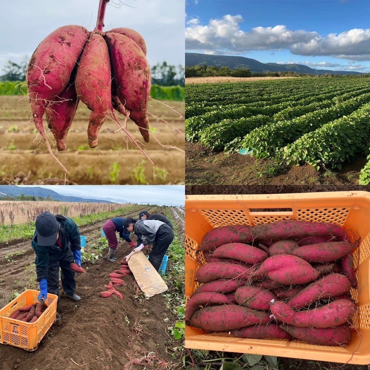 5番目のメイン画像