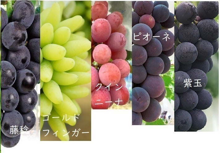 5番目のメイン画像