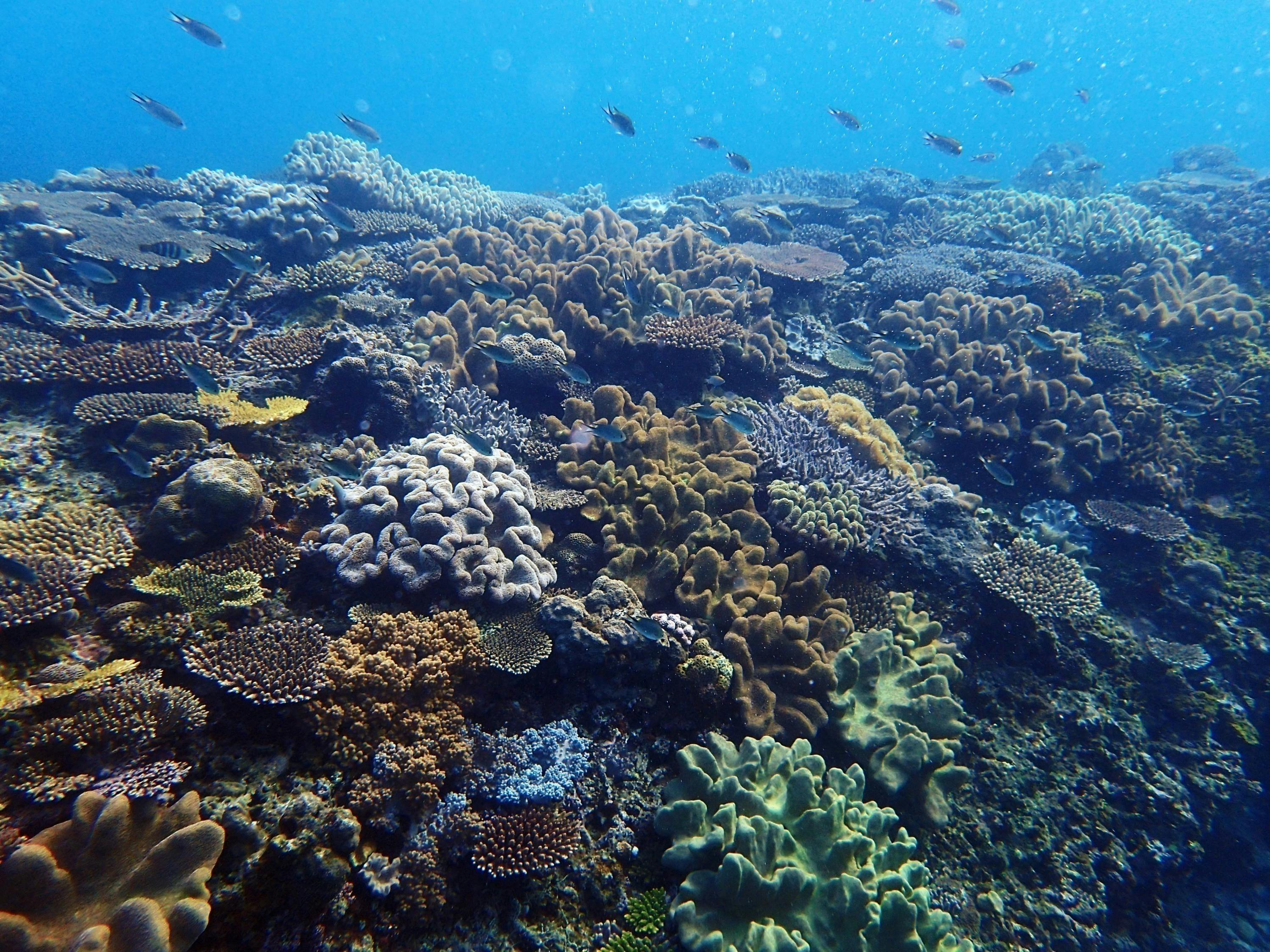 海の画廊「珊瑚海の午後」 海の画廊「珊瑚海の午後」 - メルカリ