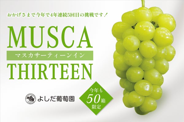 シャインマスカットを超える美味しさのマスカサーティンを岡山から50個