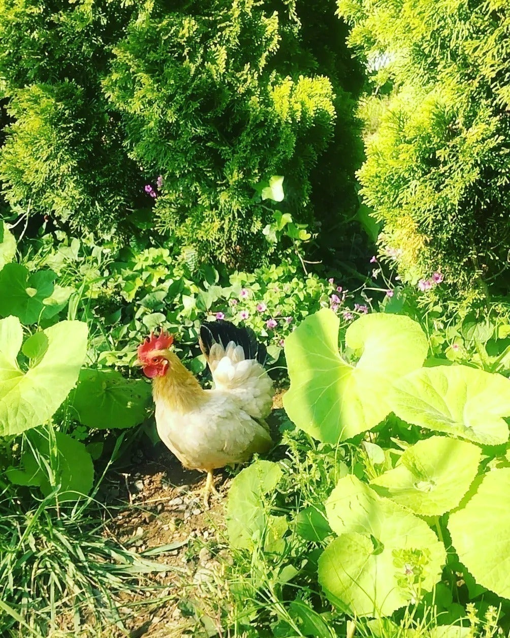 4番目のメイン画像