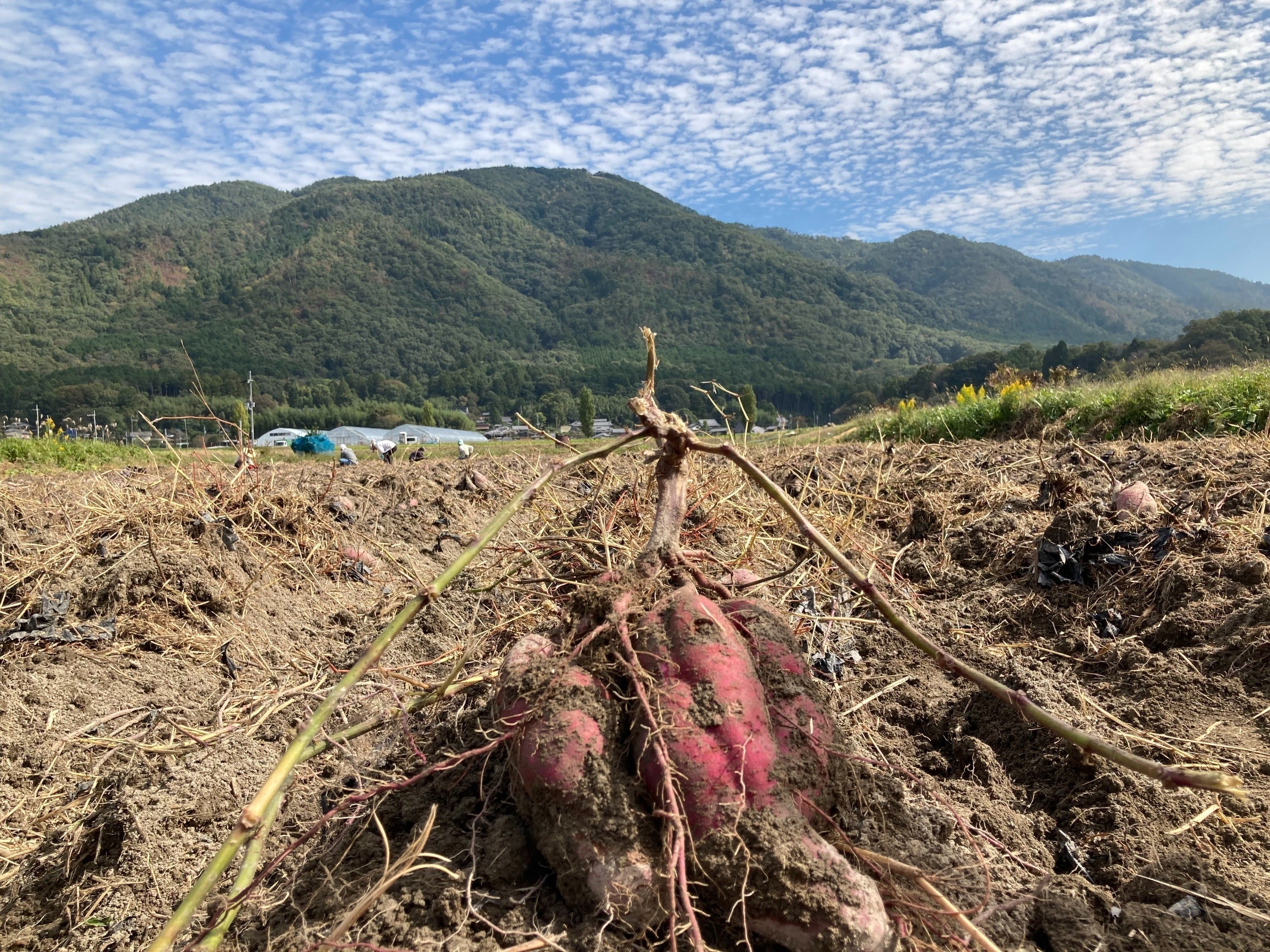 2番目のメイン画像